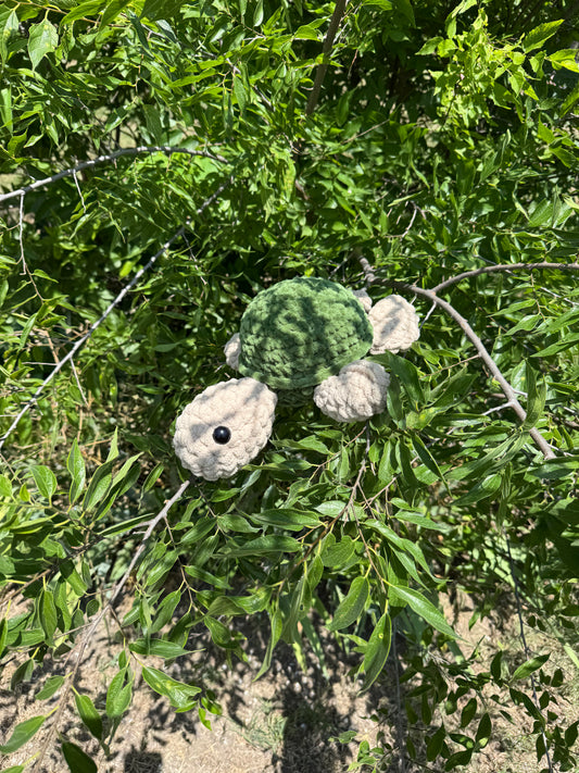 Medium Turtle