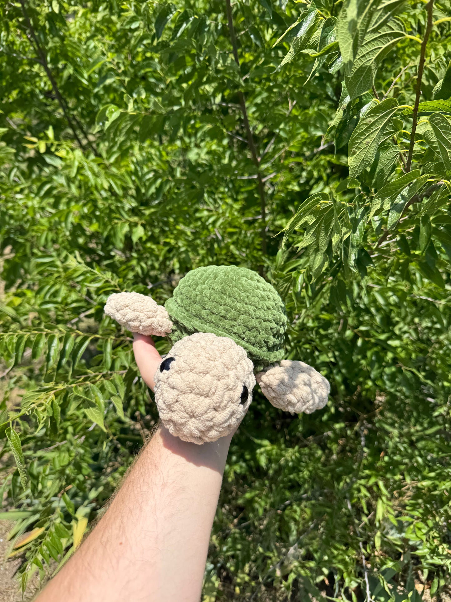 Medium Turtle